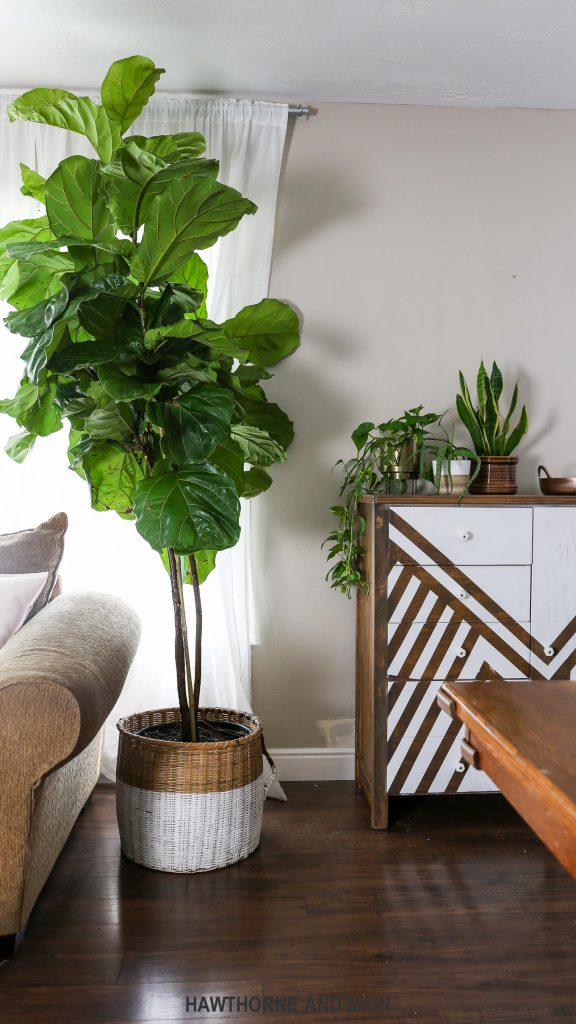 How to Care for a Fiddle Leaf Fig Tree – HAWTHORNE AND MAIN