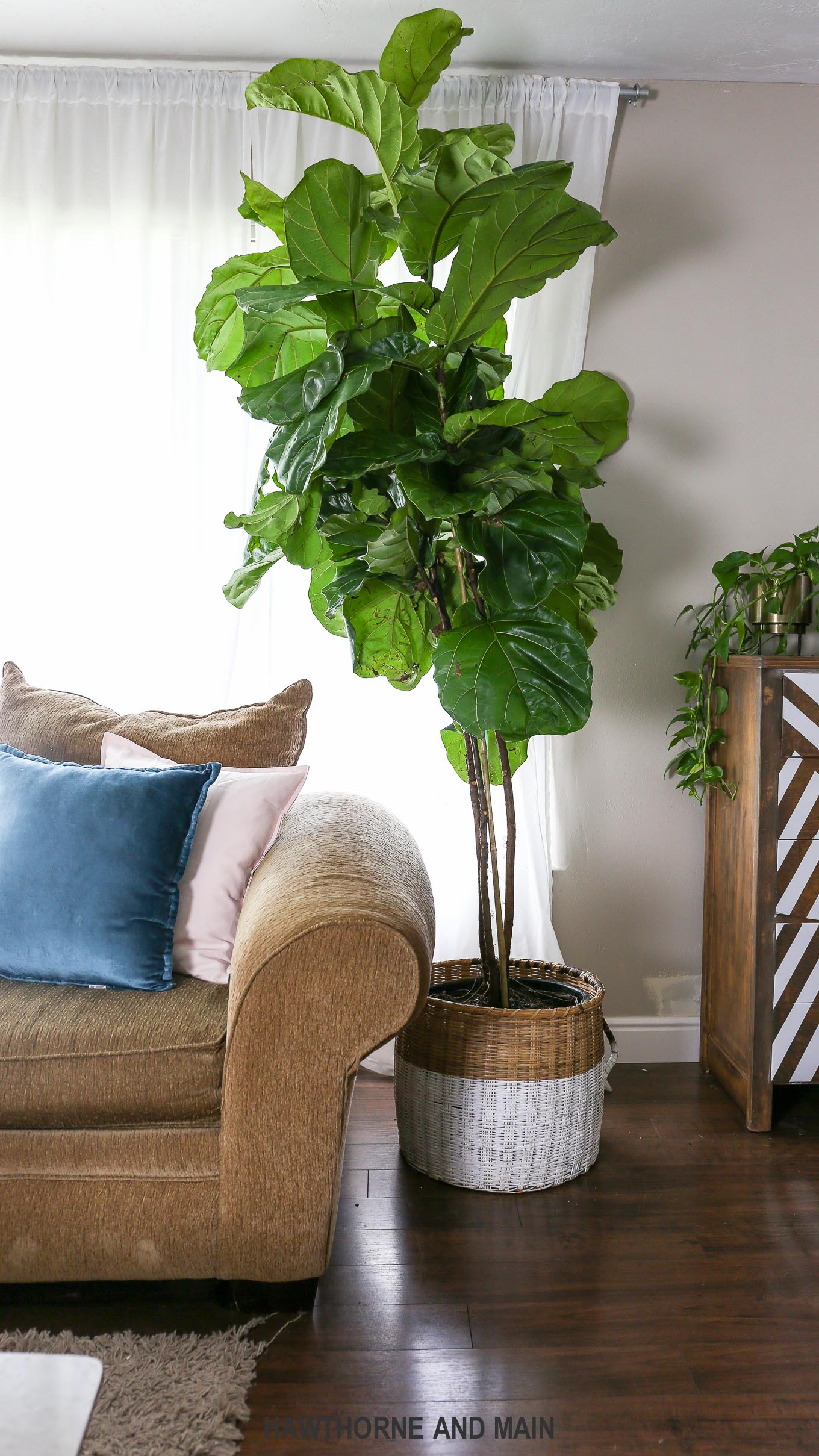 How to Care for Fiddle Leaf Fig Tree – HAWTHORNE MAIN