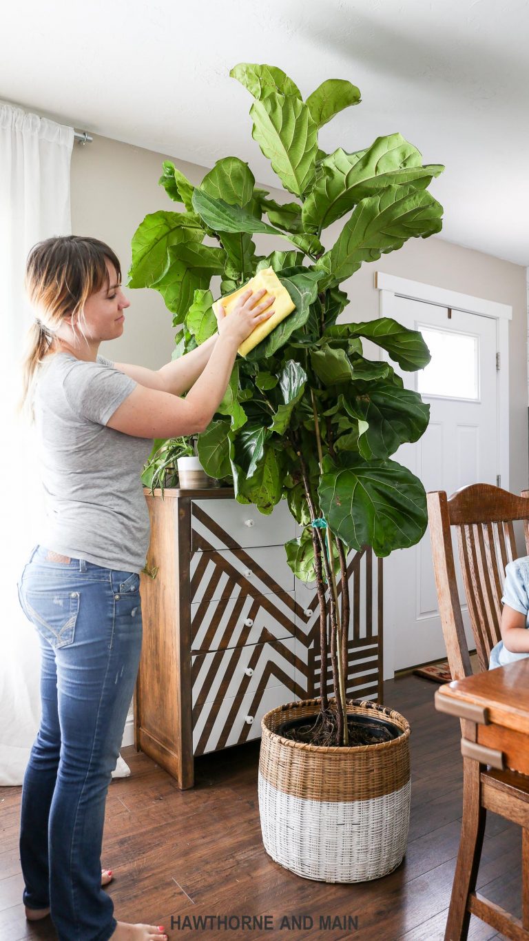 How to Care for a Fiddle Leaf Fig Tree HAWTHORNE AND MAIN