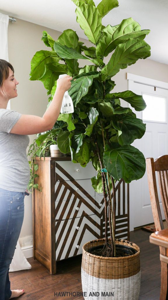 spray-the-leaves-of-a-fiddle-leaf-fig-tree – HAWTHORNE AND MAIN